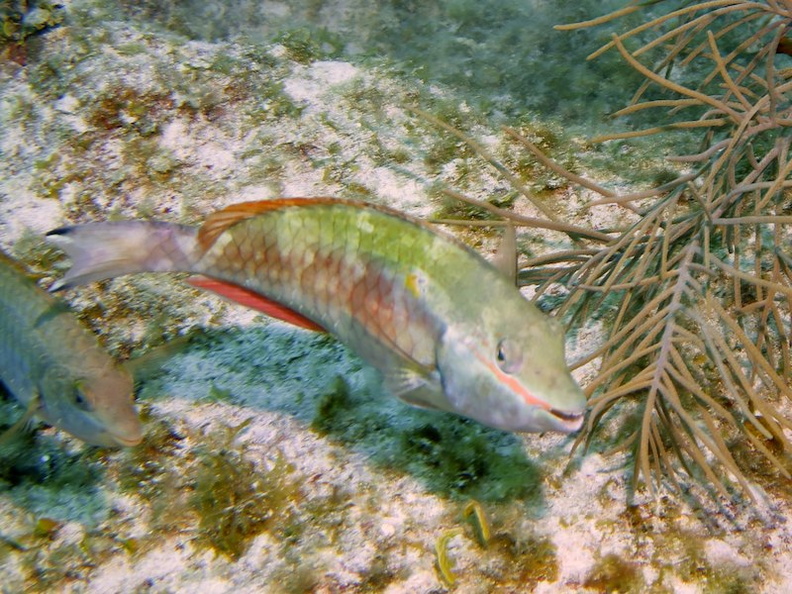 076 Redband Parrotfish IMG_5884.jpg